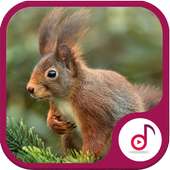 Best Squirrel Sound on 9Apps