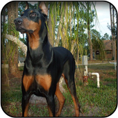 Doberman wallpapers icon