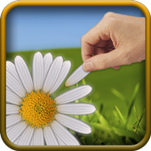 Loves Me, Loves Me Not icon