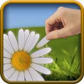 Loves Me, Loves Me Not