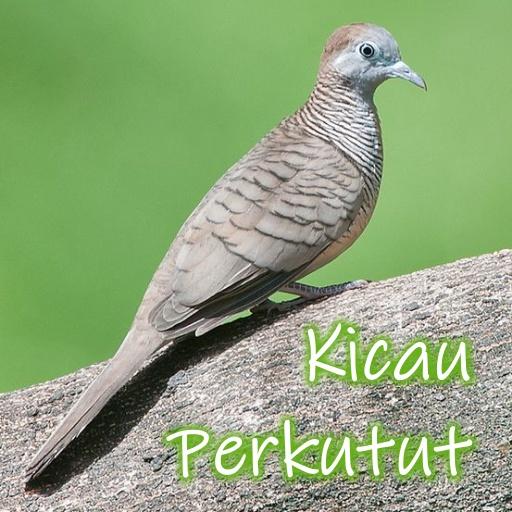 Kicau Burung Perkutut Offline icon