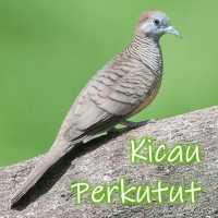 Kicau Burung Perkutut Offline on 9Apps