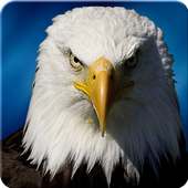 Ultimate Eagle Simulator 3d