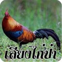 เสียงไก่ป่าธรรมชาติ on 9Apps