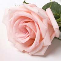 LianGrosir (Android 10)