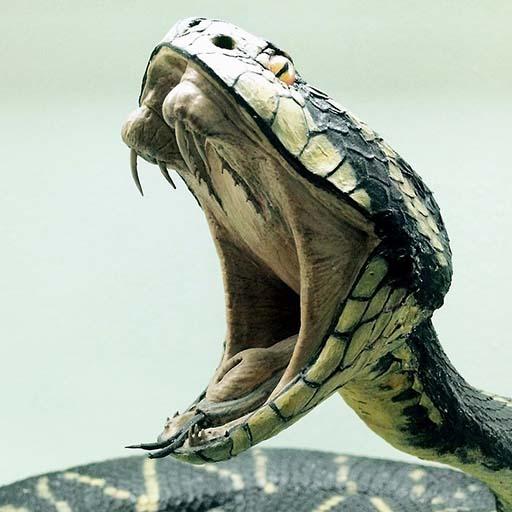 Snake Sounds - Ringtone,Alarm &amp; Notification Sound icon