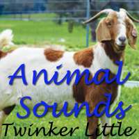 Animals Sounds