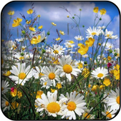 Chamomile wallpapers icon