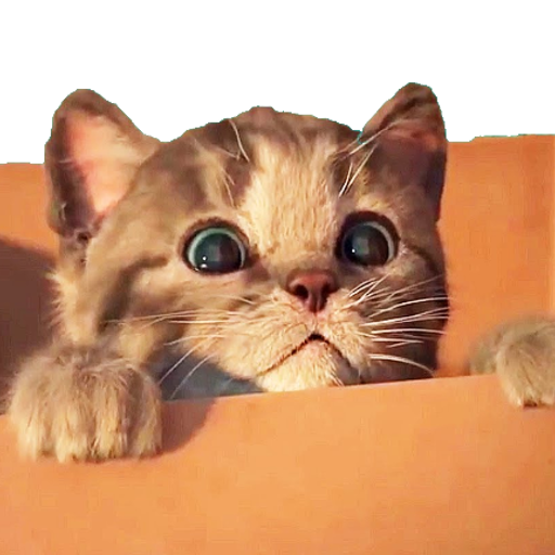 Save the cat: Pet cat rescue icon