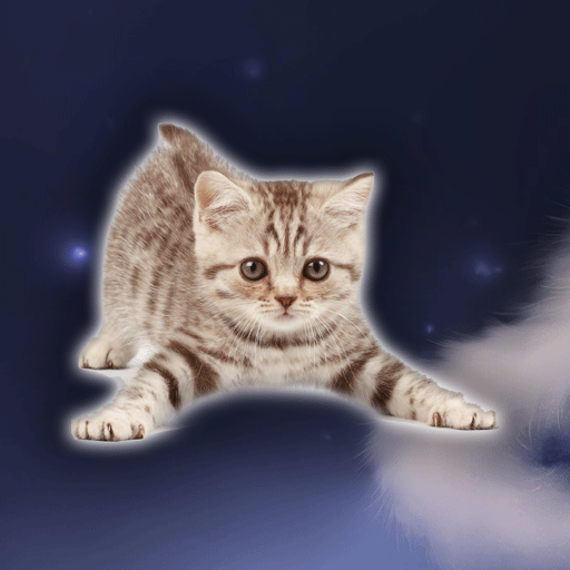 Cat Wallpaper HD icon