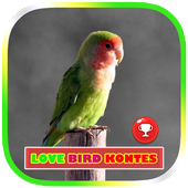 Master Kicau Lovebird Kontes icon