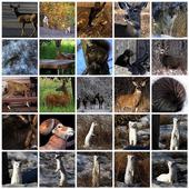 Animal Sounds Real. icon