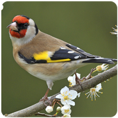 Top Birds Ringtones icon