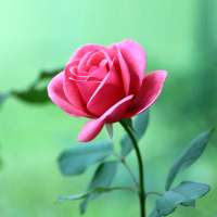5D Rose Live Wallpaper
