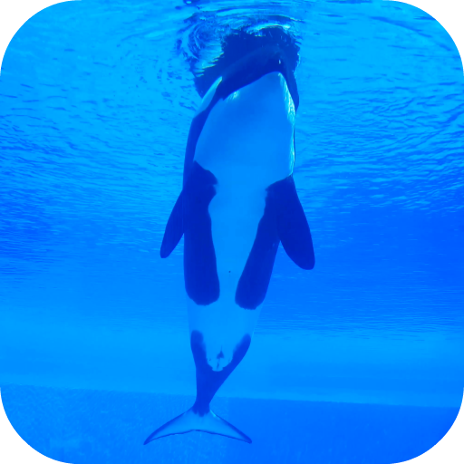 Orca Killer Whale Video Wallpaper icon