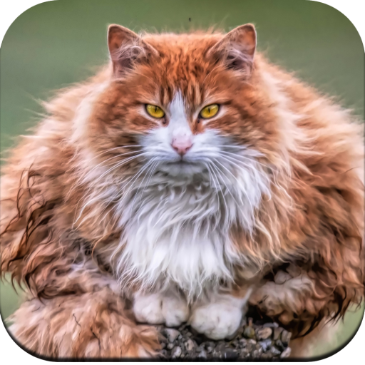 Cat Wallpaper HD icon