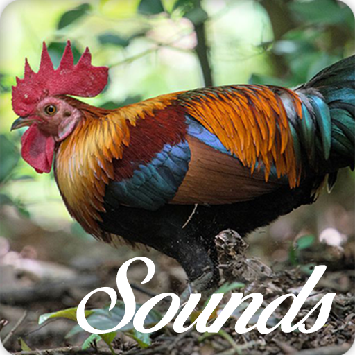 Red Junglefowl Sounds and Ringtone Audio icon