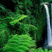 Rain Forest HD Live Wallpaper icon