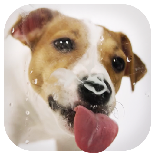 Dog Licks Screen Wallpaper 2019 أيقونة