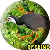 Suara Burung Wak Wak Pikat MP3 icon