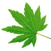 Green Live Wallpaper icon