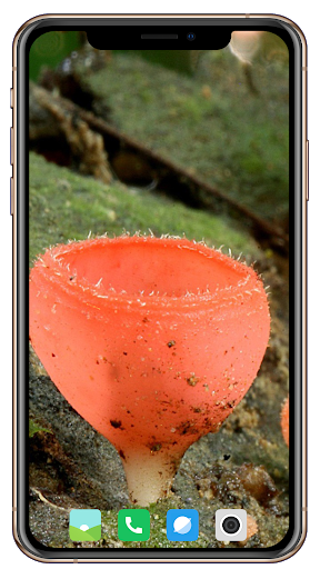 HD Mushroom Wallpaper screenshot 6