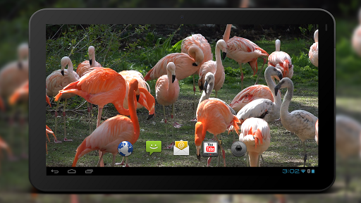 4K Flamingo Video Live Wallpapers screenshot 5