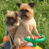 World of Dogs Jigsaw Puzzles icon