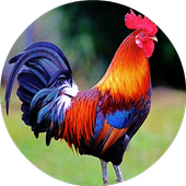 Rooster Sounds Ringtones Free icon