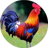 Rooster Sounds Ringtones Free on 9Apps