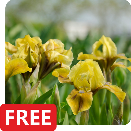 Iris Flowers Live Wallpaper FREE icon