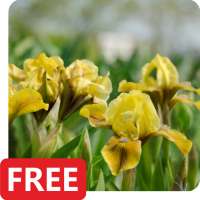 Iris Flowers Live Wallpaper FREE