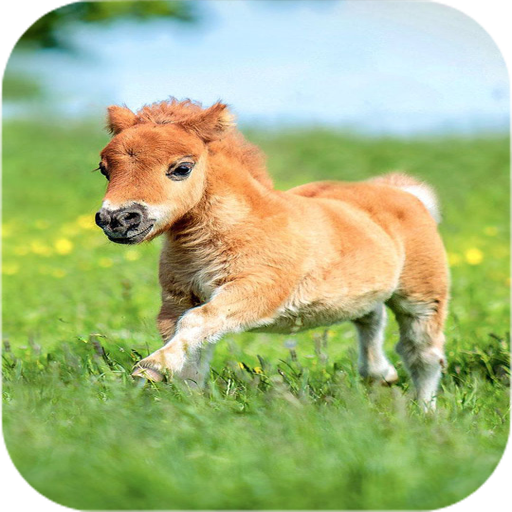 Cutest Animals Wallpapers icon