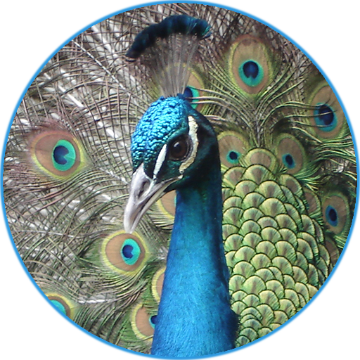 Peacock (Animal) Sounds icon