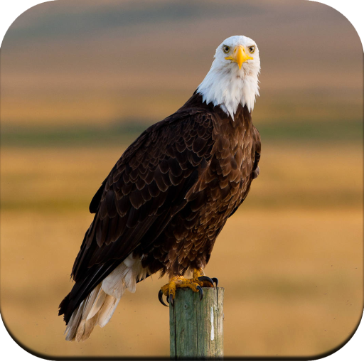 Eagle Wallpaper HD icon