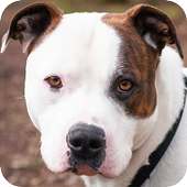 Pit Bull Background on 9Apps