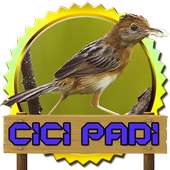 Kicau CICI PADI Pelakor on 9Apps