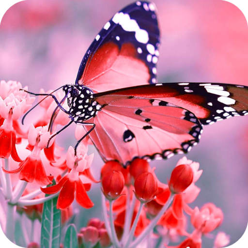 Butterfly Wallpaper Best HD icon