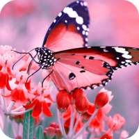 Butterfly Wallpaper Best HD on 9Apps