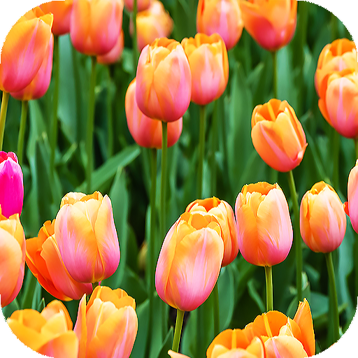 Tulips Wallpapers HD &amp; 4k Backgrounds icon