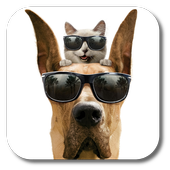 Cool Dog أيقونة