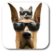 Cool Dog on 9Apps