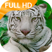 White Tiger Video Wallpaper icon