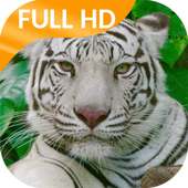 White Tiger Video Wallpaper on 9Apps