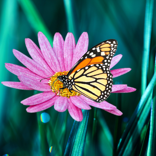 Butterfly live wallpaper icon