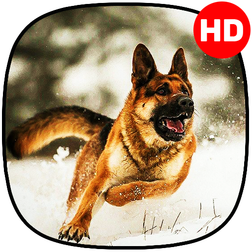 🔥 Cute Dogs Wallpaper | Cute puppy wallpaper icon