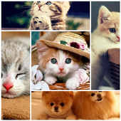 gambar kucing lucu icon