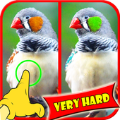 Find Difference Bird Games icon