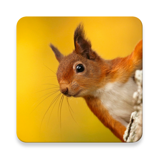 Squirrel chiamata Sounds ~ Sclip.app icon