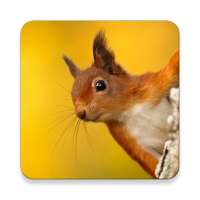 Squirrel Panggilan Suara ~ Sclip.app on 9Apps